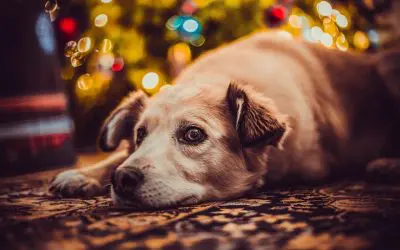 6 Tips for Holiday Fire Safety at Home