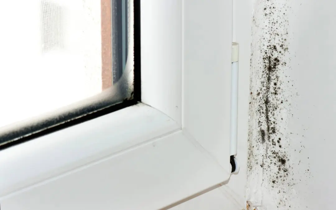 Causes of Mold Growth