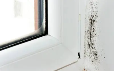 Understanding the Causes of Mold Growth