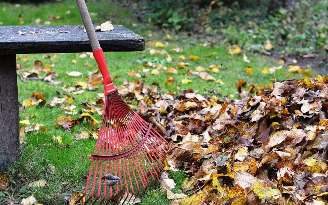 Fall Lawn Maintenance Essentials to Keep Your Yard Healthy